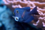 blue fish in_aquarium